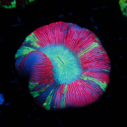 JC Ultra Rainbow Trachy