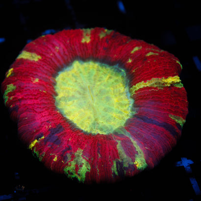 JC Ultra Rainbow Trachy