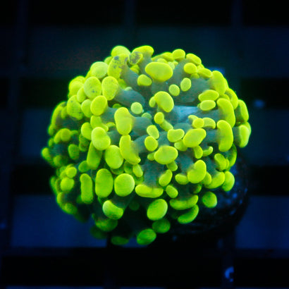 JC Neon Green Hammer