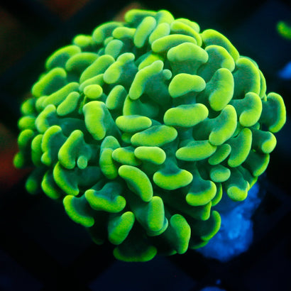 JC Neon Green Hammer