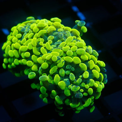 JC Green Splatter Hammer
