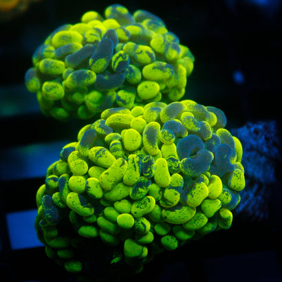 JC Green Splatter Hammer