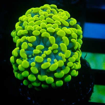 JC Green Splatter Hammer