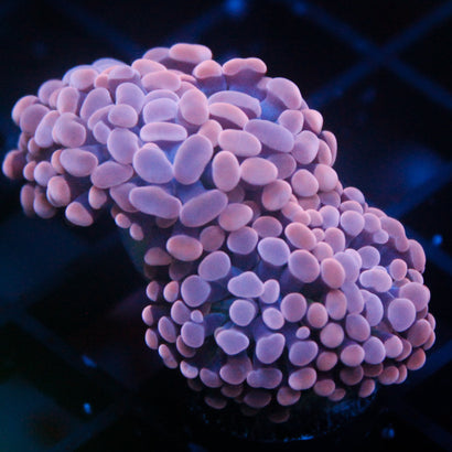 JC Pink Hammer Mini Colony