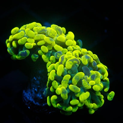 JC Green Splatter Hammer