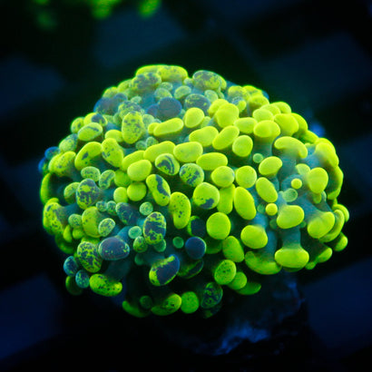 JC Green Splatter Hammer