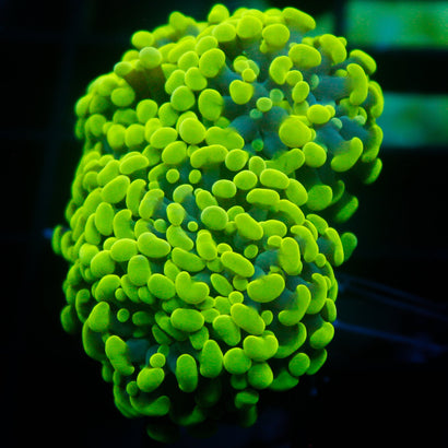 JC Neon Green Hammer