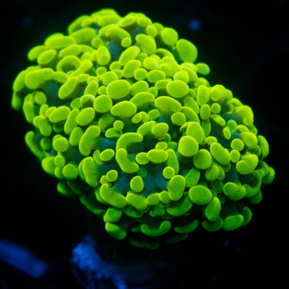 JC Neon Green Hammer