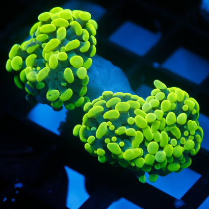 JC Neon Green Hammer