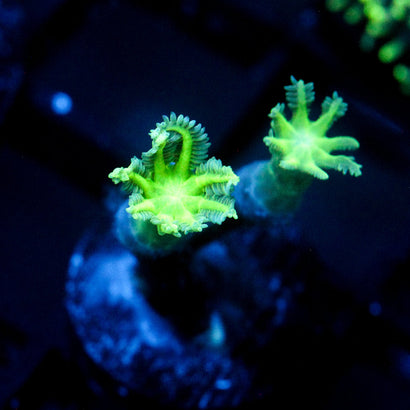 JC Neon Green Clove Polyp