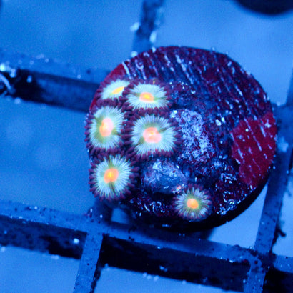 JC Blue Raven Zoanthid