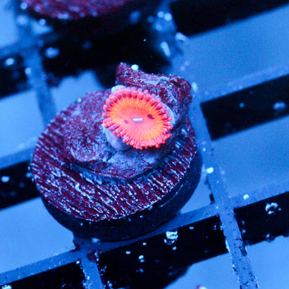 JC Xerxes Zoanthid (Last one)