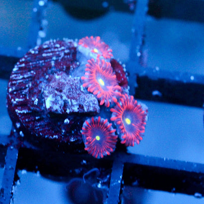 JC Purple People Eater Zoanthid