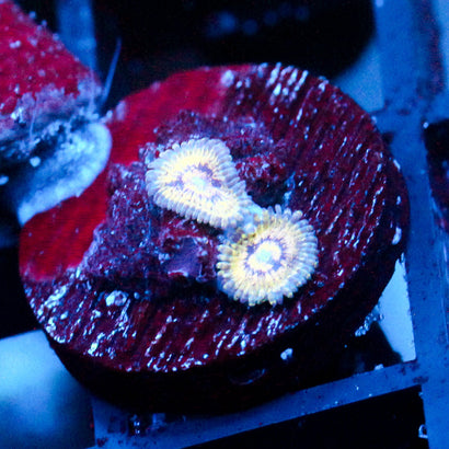 JC Oceanside Zoanthid
