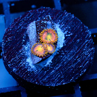 JC Mayan Sun Zoanthid