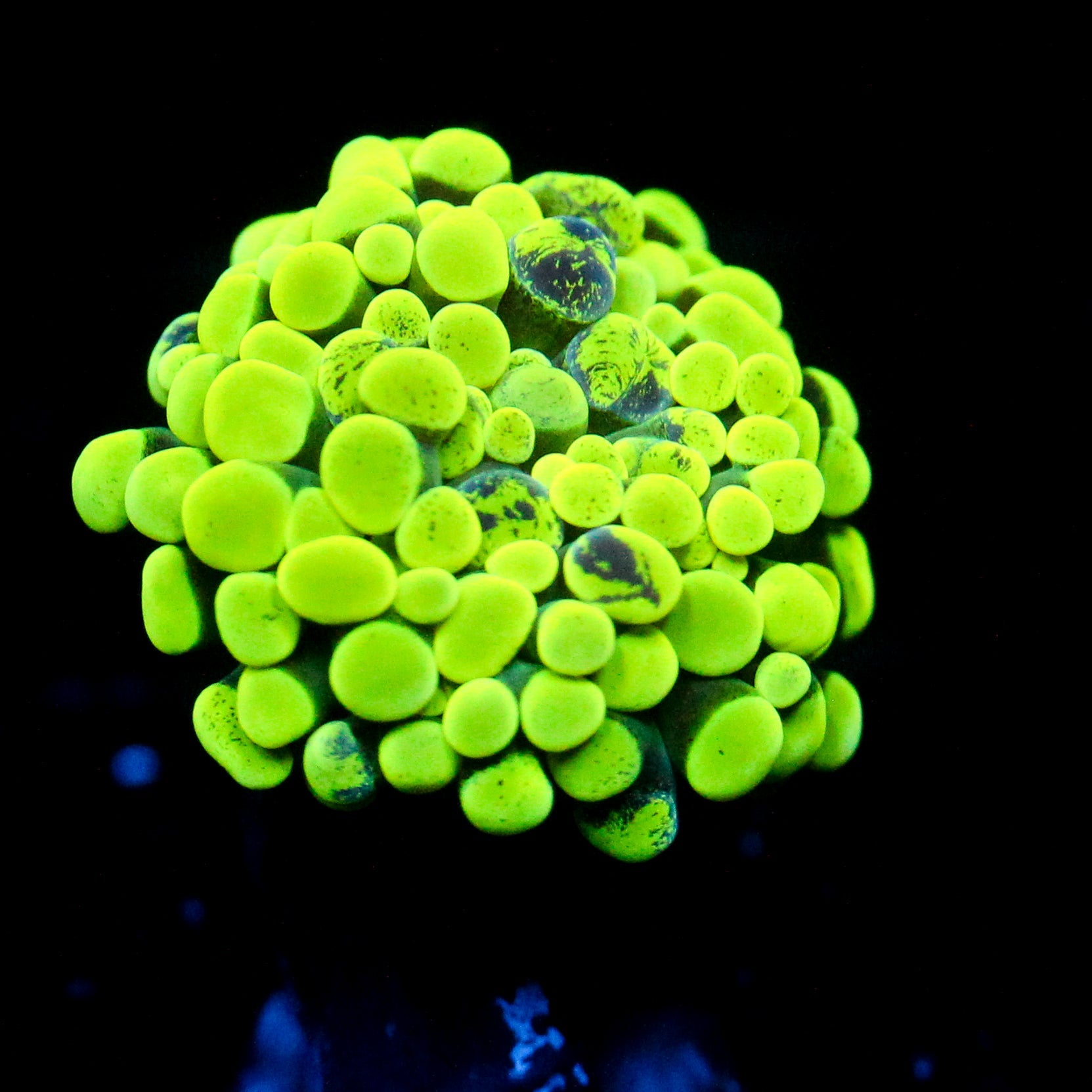 JC Neon Green Splatter Hammer