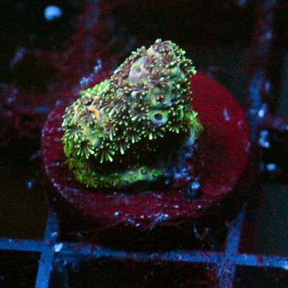 JC Green Nugget