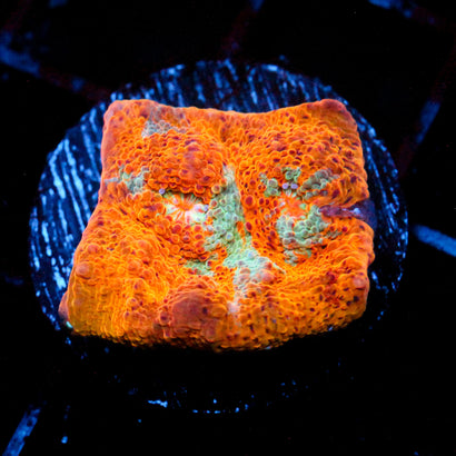 JC Citrus Greed Chalice
