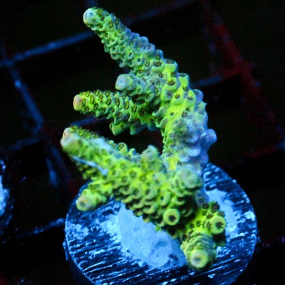 JC Tree Tendrils