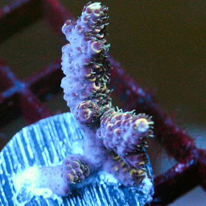 JC Purple Backlash