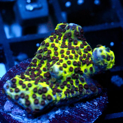 JC Montipora Confusa