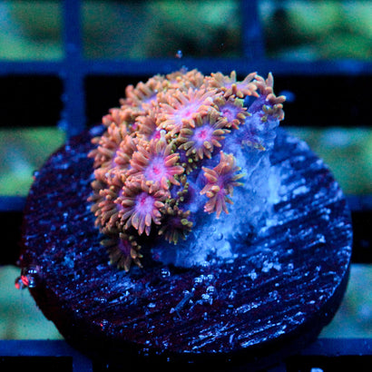 JC Species Rarity Branching Bernardpora
