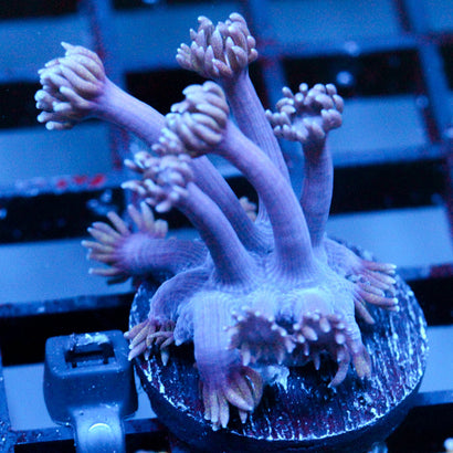 JC Chilled Tendrils Goni