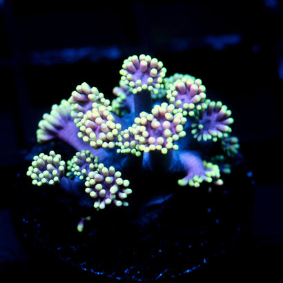 JC Ultra Aurora Goni