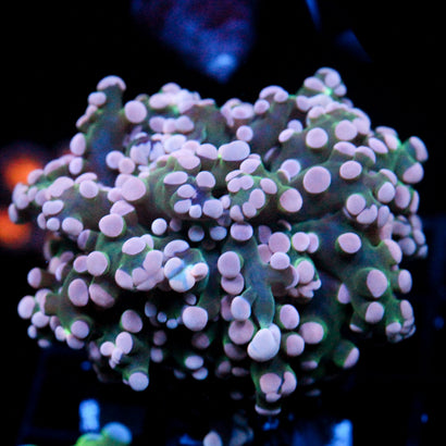 JC Pink Tip Octo