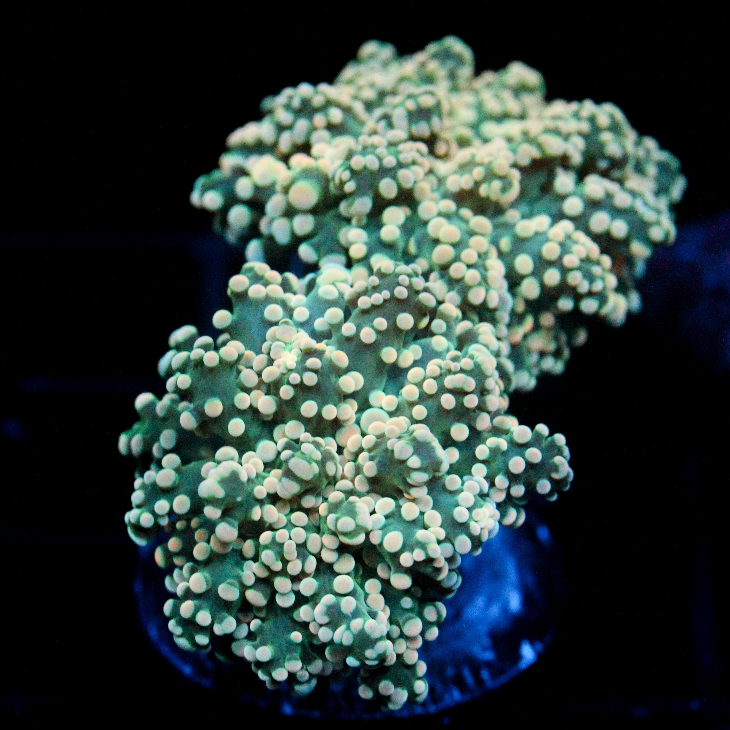 JC Orange Cream Octo