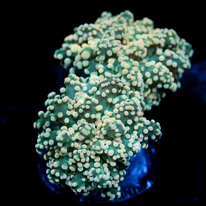 JC Orange Cream Octo