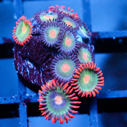 JC Zoa Garden Seed