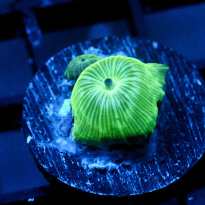 JC Watermelon Rind Discosoma Double
