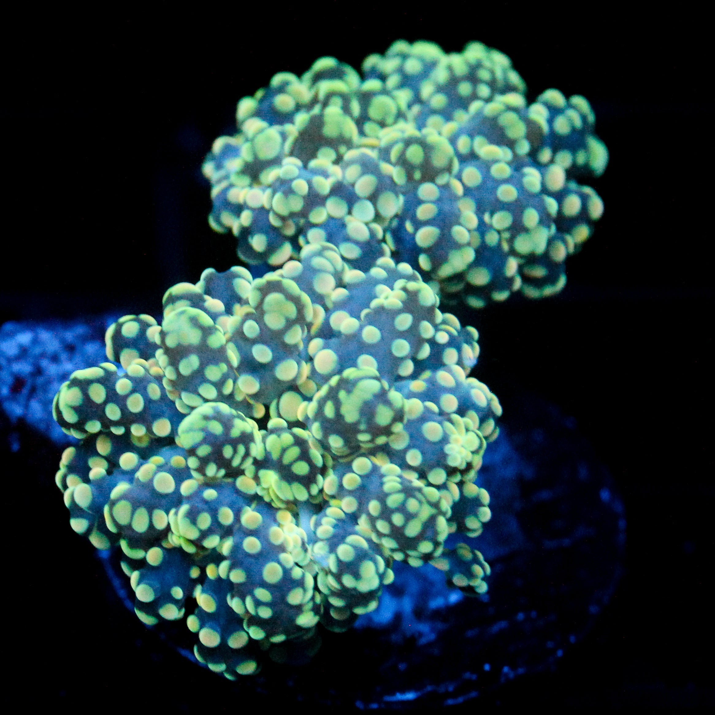 JC Yellow Blush Octo