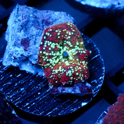 JC Interstellar Discosoma