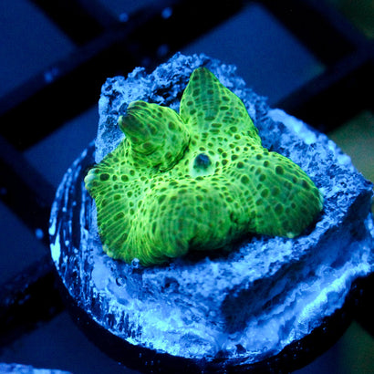 JC Treefrog Discosoma