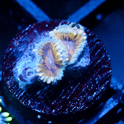 JC Golden Globe Zoanthids