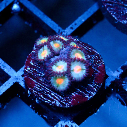JC Blue Raven Zoanthid