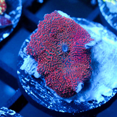 JC Void Discosoma