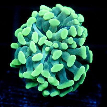 JC Irish Bouquet Hammer