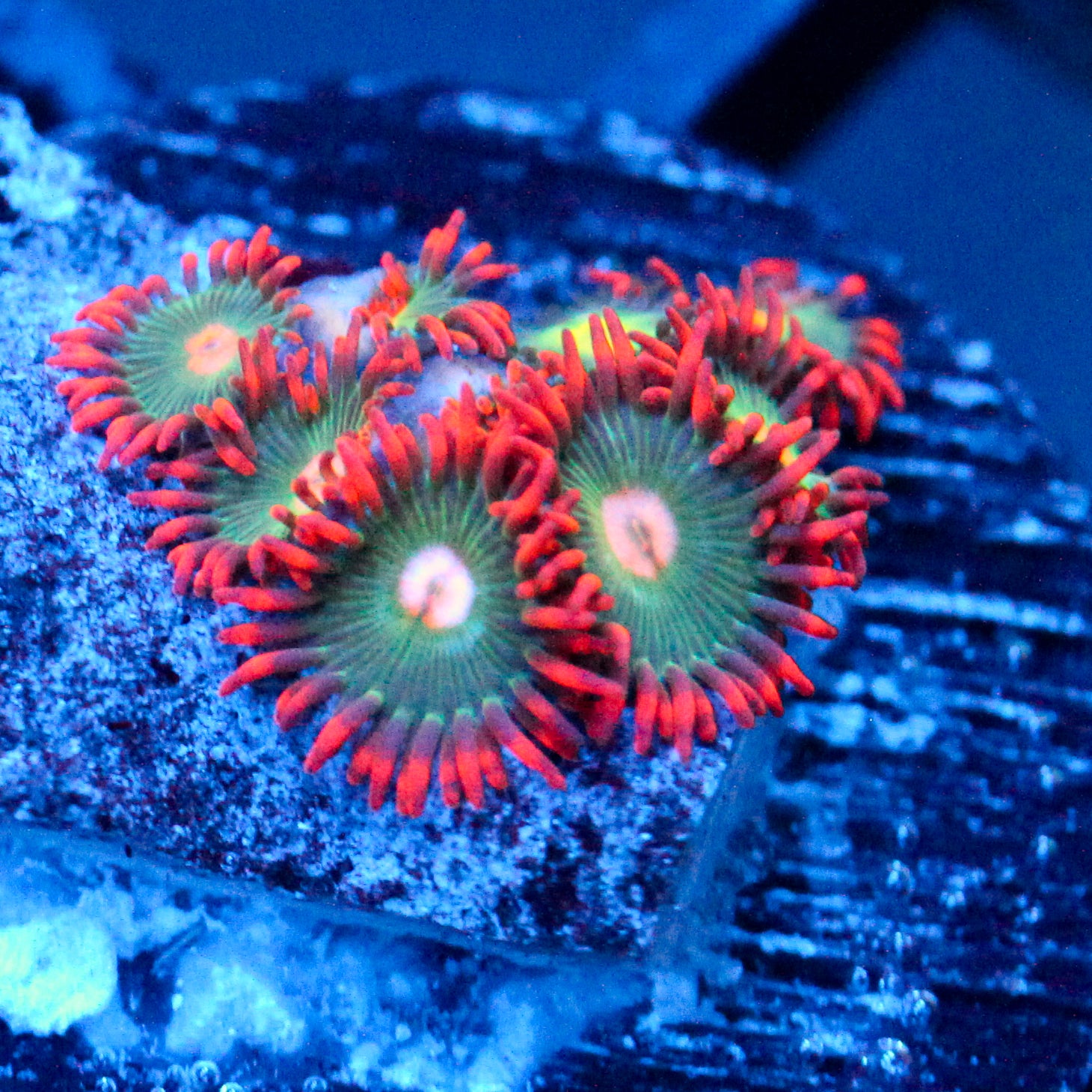 JC Gatorade Zoanthids