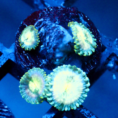 JC Hawaiian Ding Dang Zoanthid