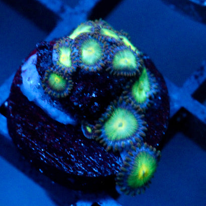 JC Birthstone Zoanthid