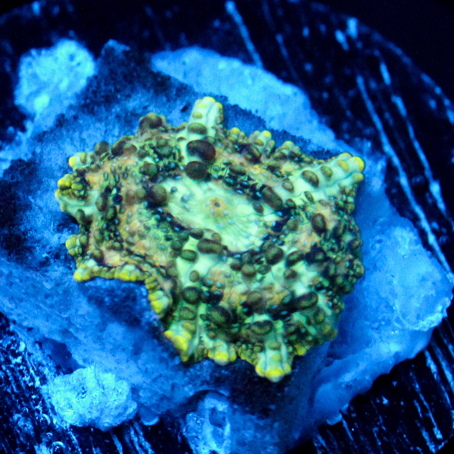 JC Mint Cheetah Discosoma