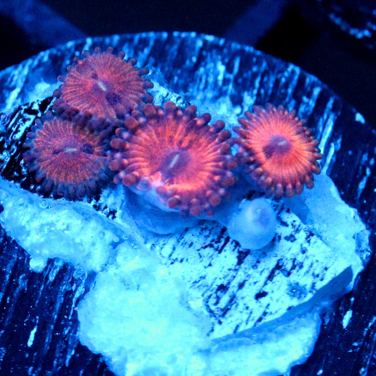 JC Amber Bliss Zoanthid