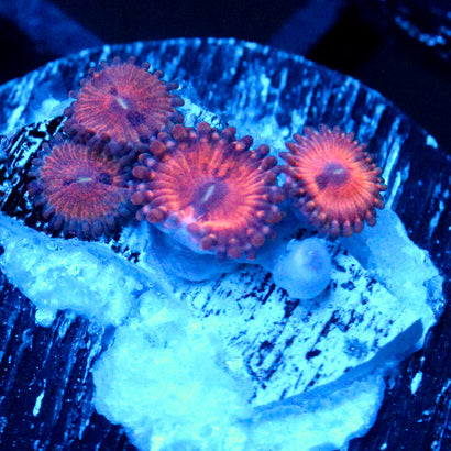 JC Amber Bliss Zoanthid