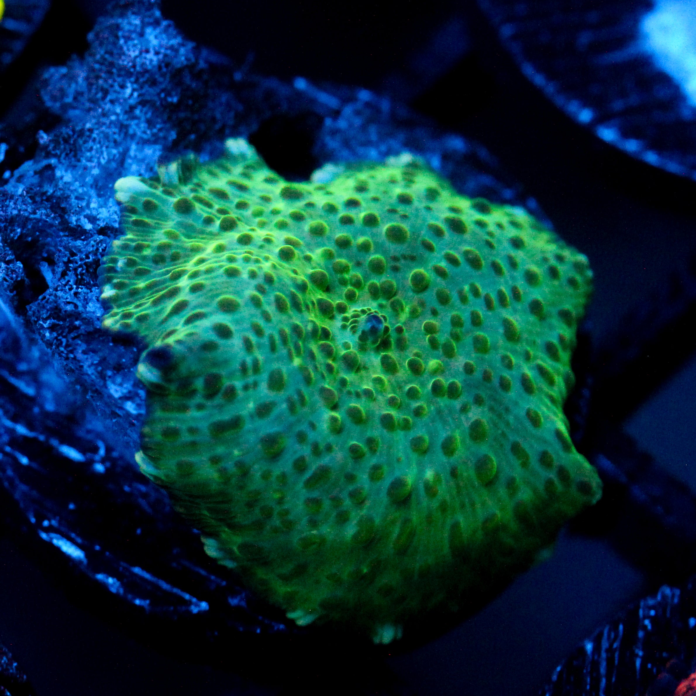 JC Frog Skin Discosoma