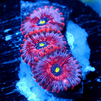 JC Agave Zoanthid