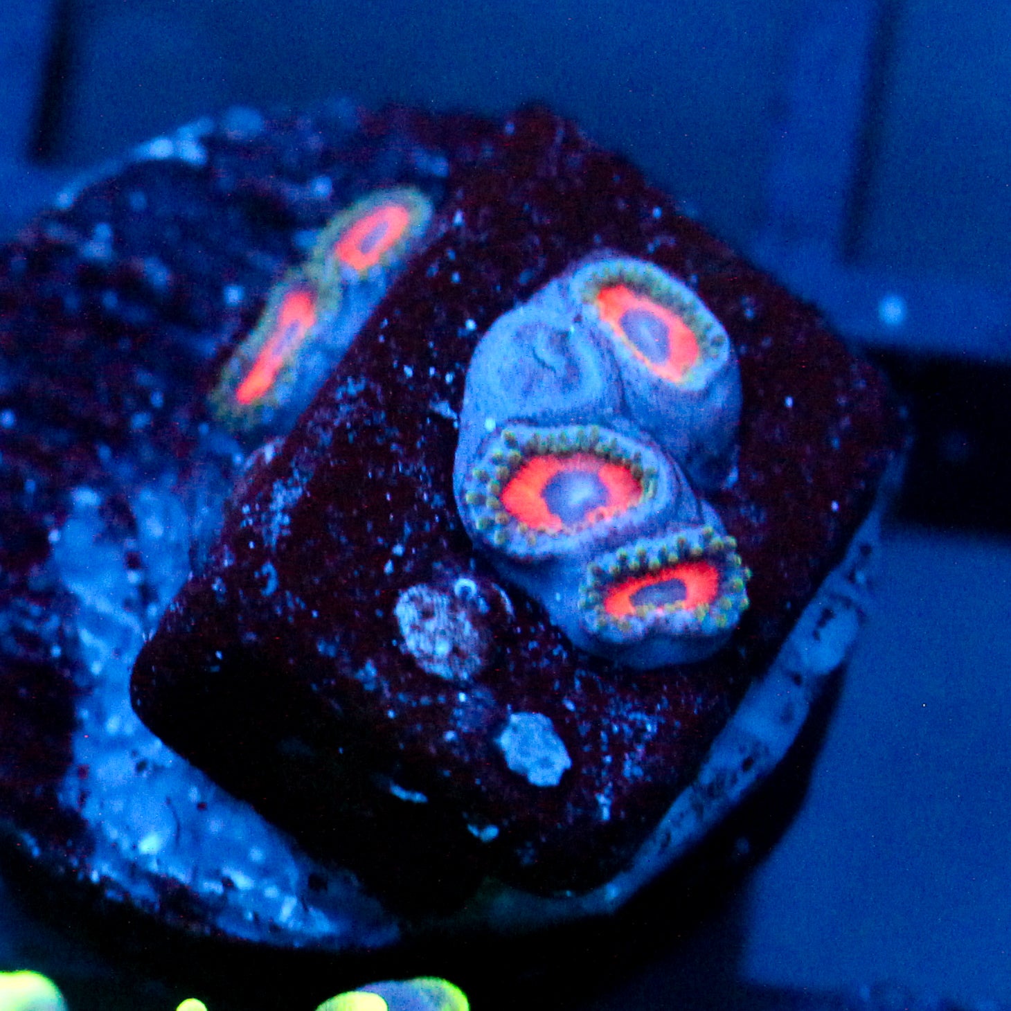 Jason Fox Fairytale Zoanthids