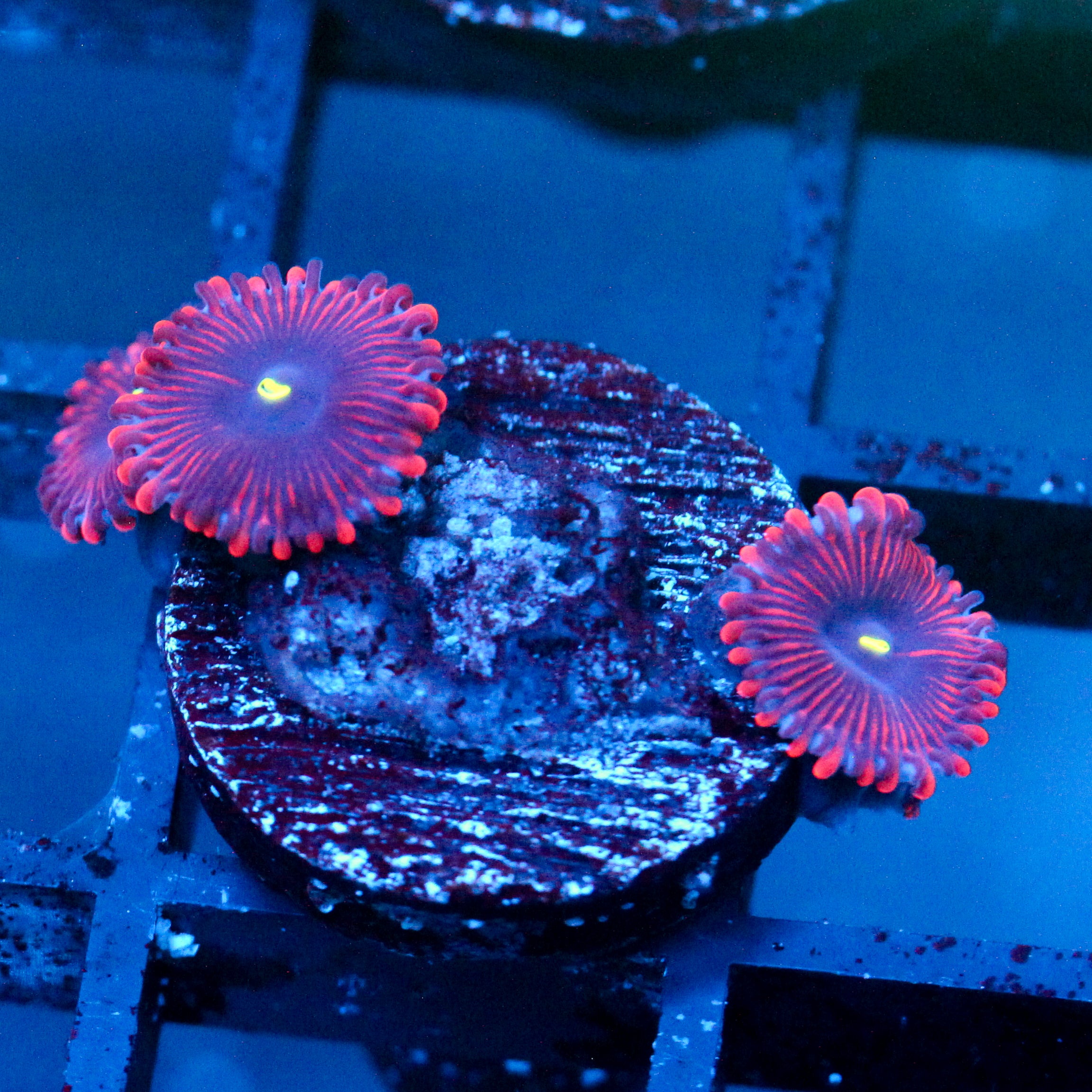 JC Purple People Eater Zoanthid